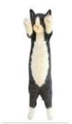Opakowanie Kot stojący czarno-biały 55cm