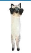 Opakowanie Kot stojący syjamski 55cm