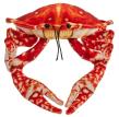 Opakowanie Krab pomarańczowy 26cm