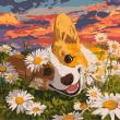 Opakowanie Malowanie po numerach - Corgi w stokrotka 40x40cm