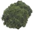 Opakowanie Mech dekoracyjny ciemnozielony 50g