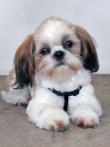 Opakowanie Mozaika diamentowa 5D - Shih Tzu 40x30cm