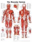Opakowanie Muscular System Poster