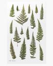 Opakowanie Naklejki ozdobne roślinne Paproć orlica
