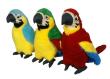 Opakowanie Papuga MIX