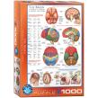 Opakowanie Puzzle 1000 The Brain 6000-0256