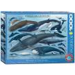 Opakowanie Puzzle 1000 Wieloryby i delfiny