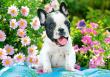 Opakowanie Puzzle 500 el. B-53650 French Bulldog Puppy