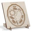 Opakowanie Puzzle drewniane Budowa komórki roślinnej