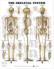 Opakowanie Skeletal System Poster