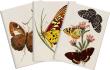 Opakowanie Stone 512 Zestaw 3 notatników A6 - motyle
