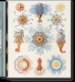 Okładka książki The Art and Science of Ernst Haeckel